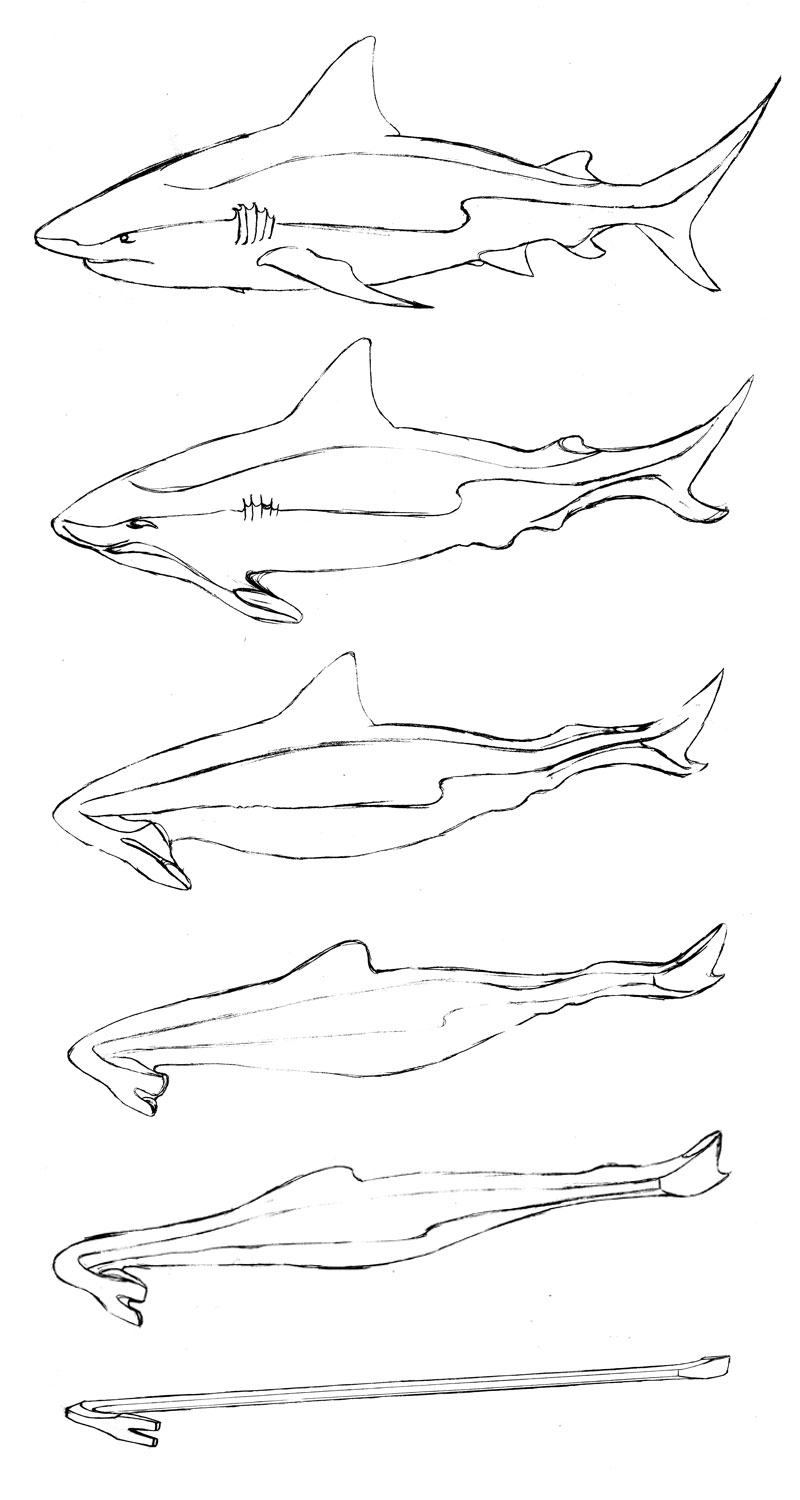 Shape Transformation GIF